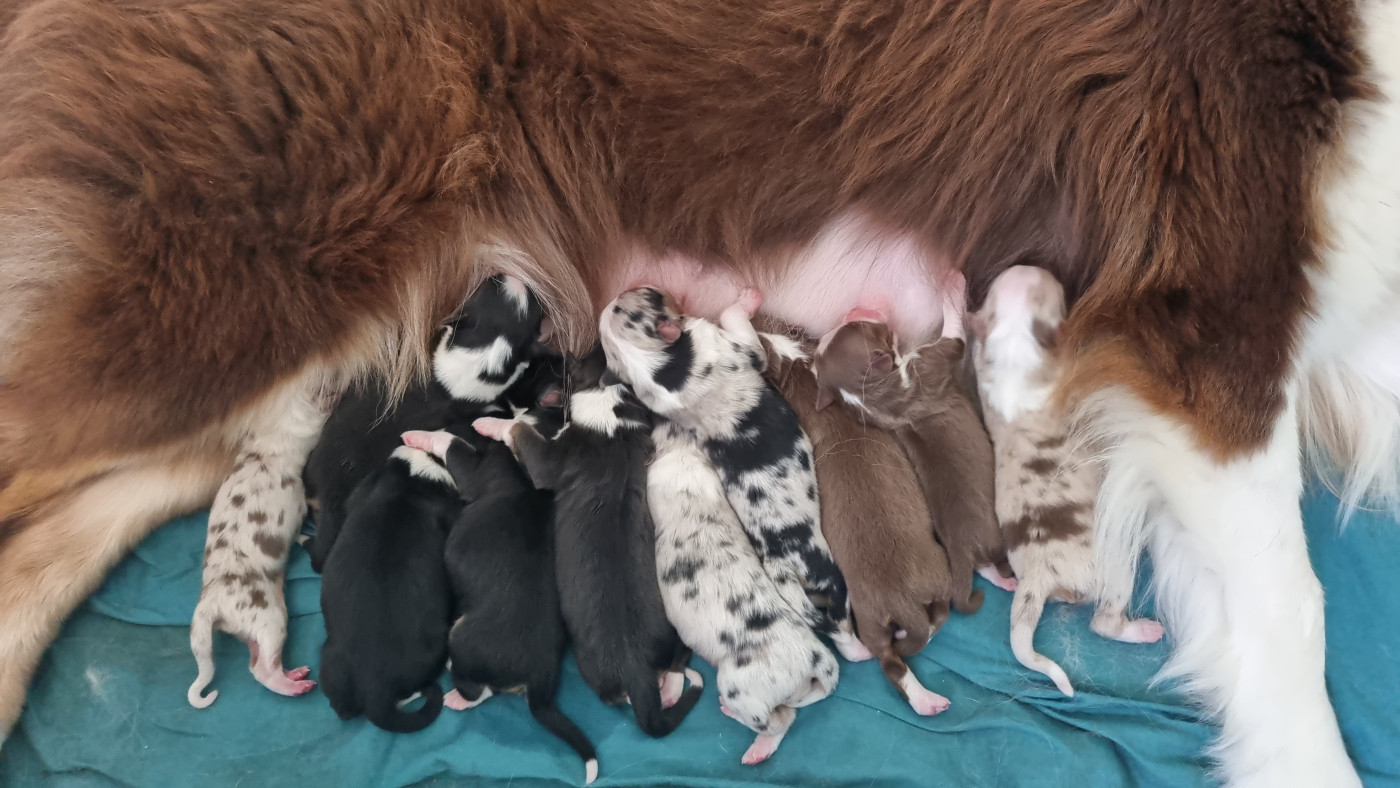 Chiot Berger Australien Arnaud Marechal