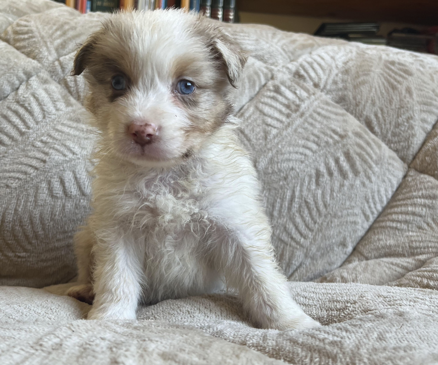 Arnaud Marechal - Chiots disponibles - Berger Australien