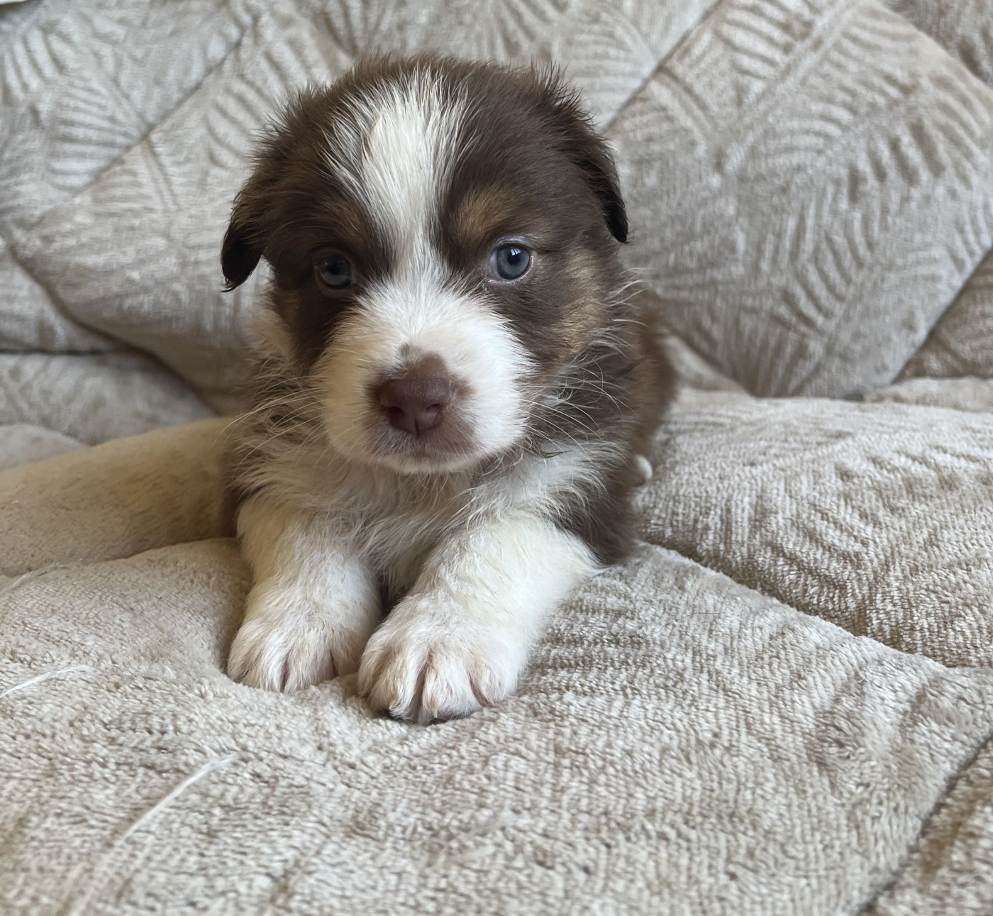 Arnaud Marechal - Chiots disponibles - Berger Australien