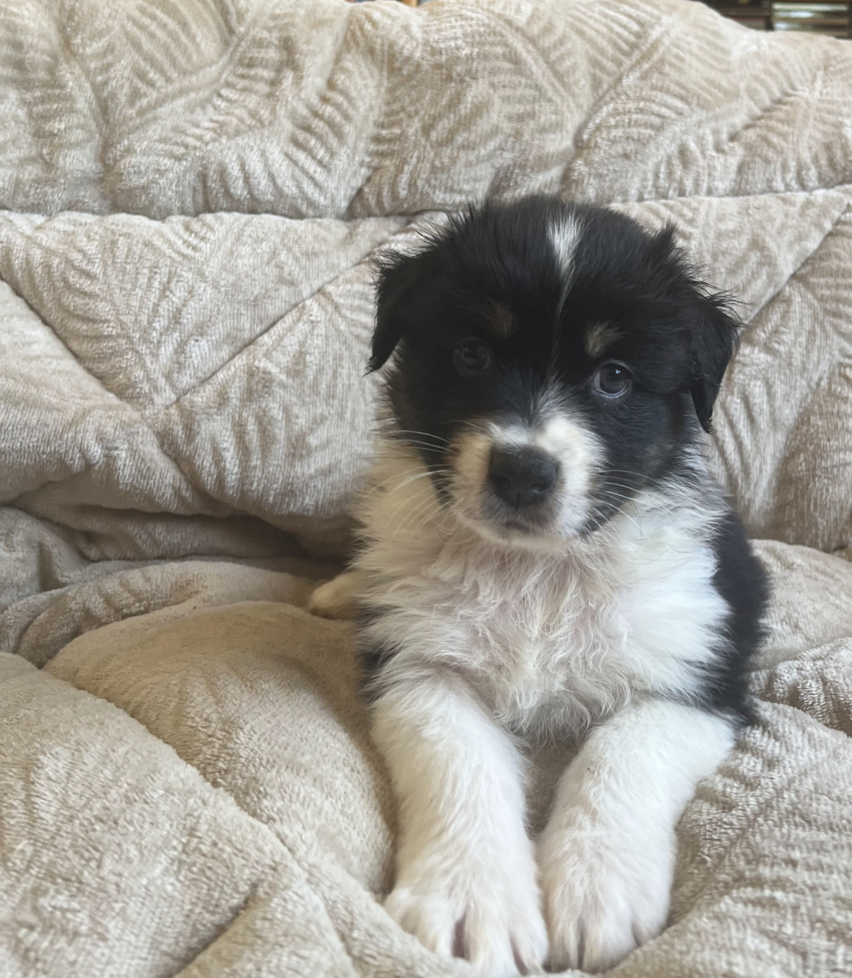 Arnaud Marechal - Chiots disponibles - Berger Australien