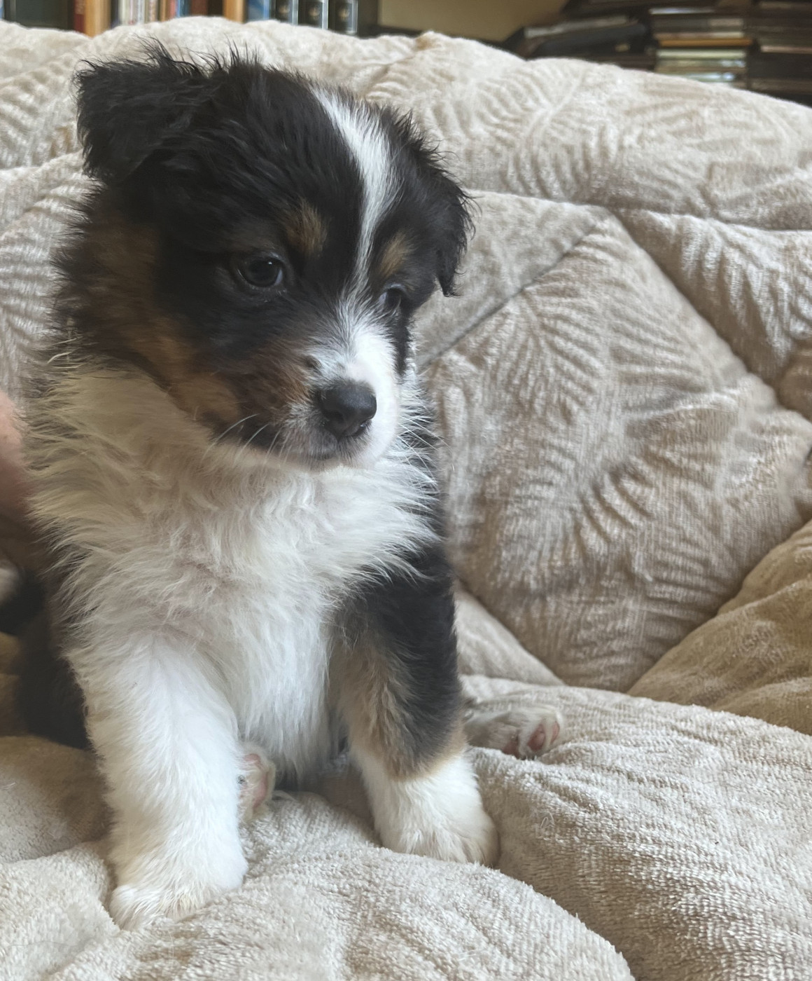 Arnaud Marechal - Chiots disponibles - Berger Australien