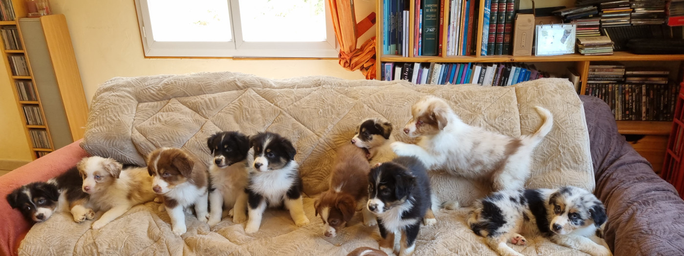 Chiot Berger Australien Arnaud Marechal