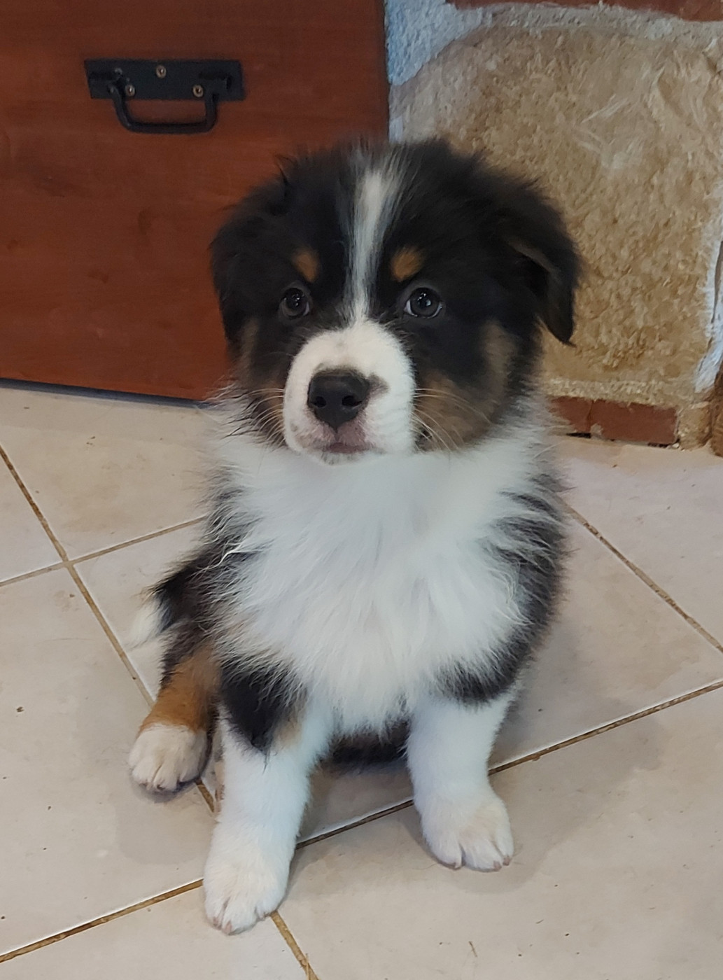 Arnaud Marechal - Chiots disponibles - Berger Australien