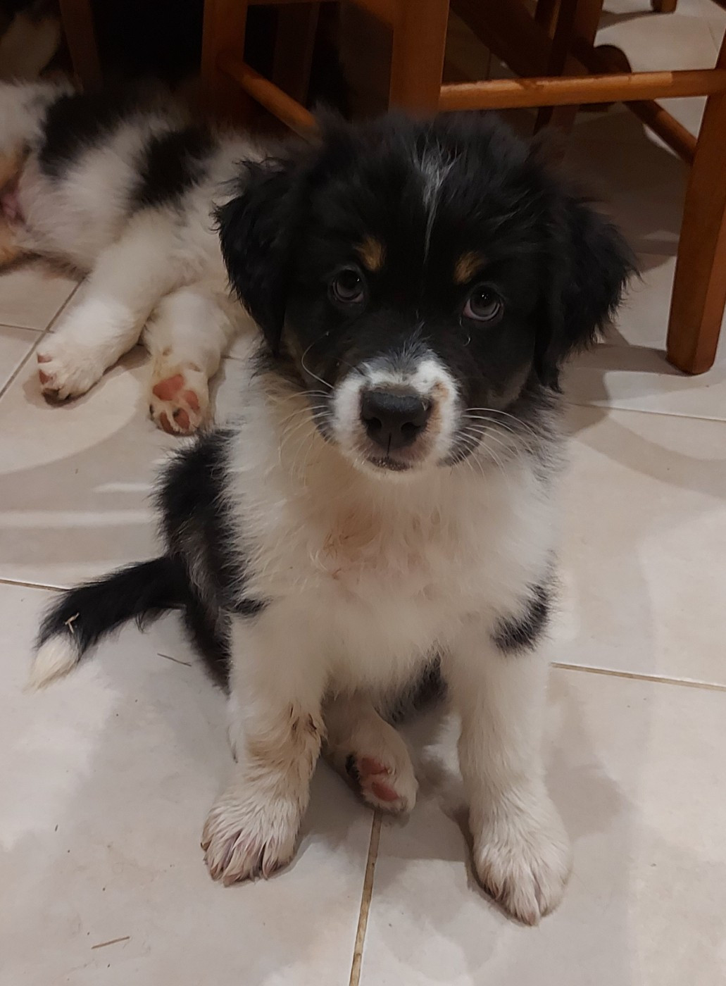 Arnaud Marechal - Chiots disponibles - Berger Australien