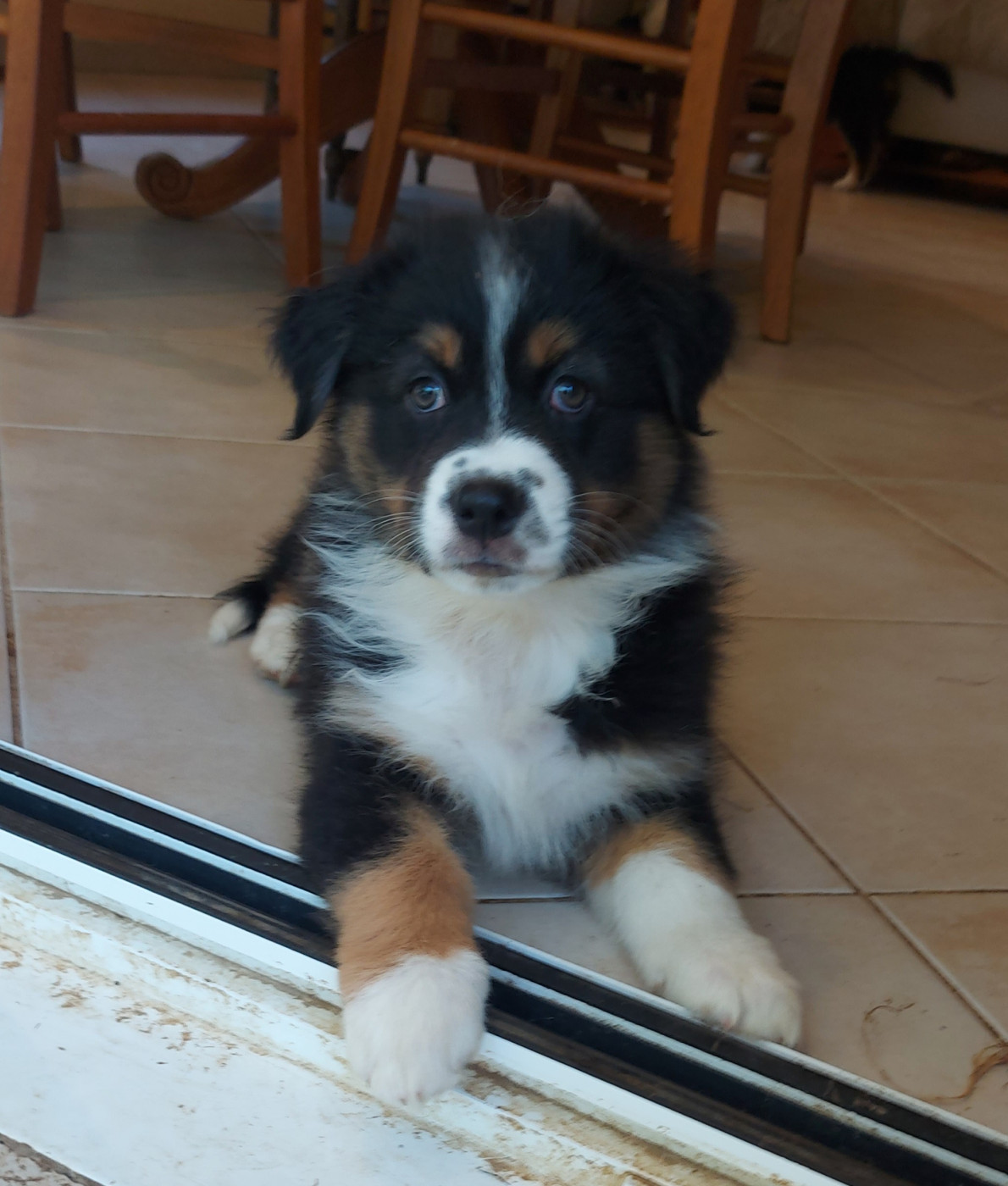 Arnaud Marechal - Chiots disponibles - Berger Australien