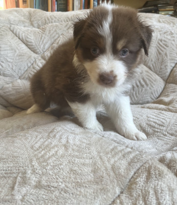 belle